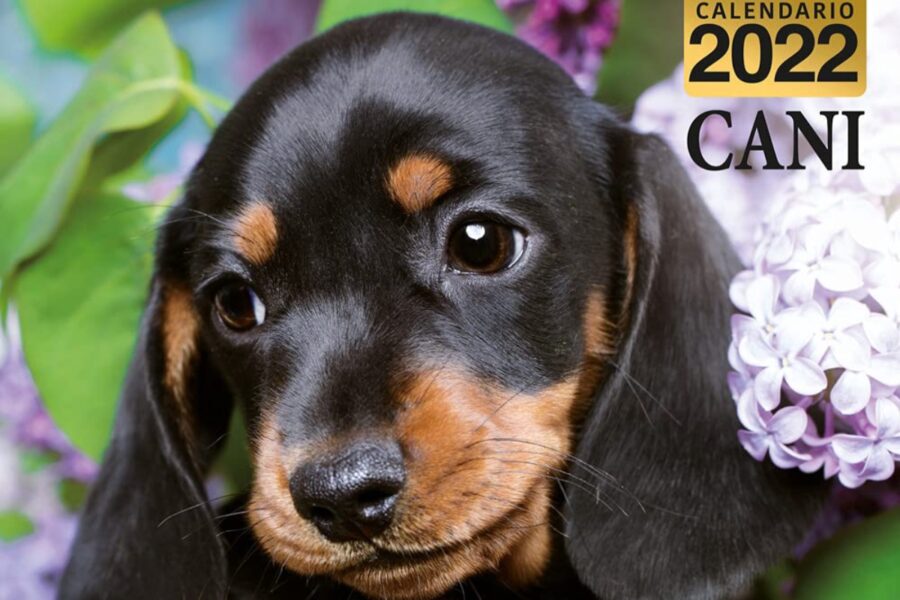 cane dolcissimo su calendario