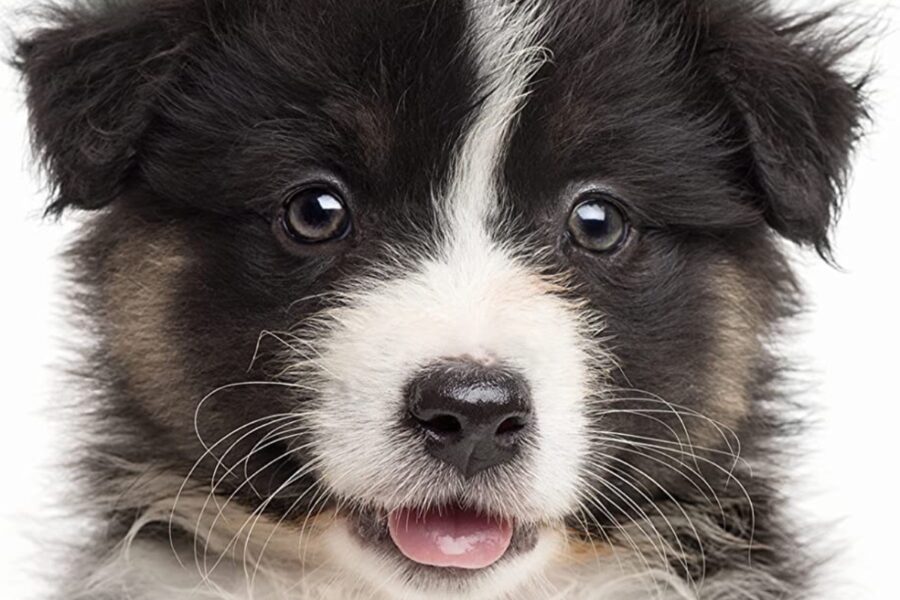 cucciolo di cane