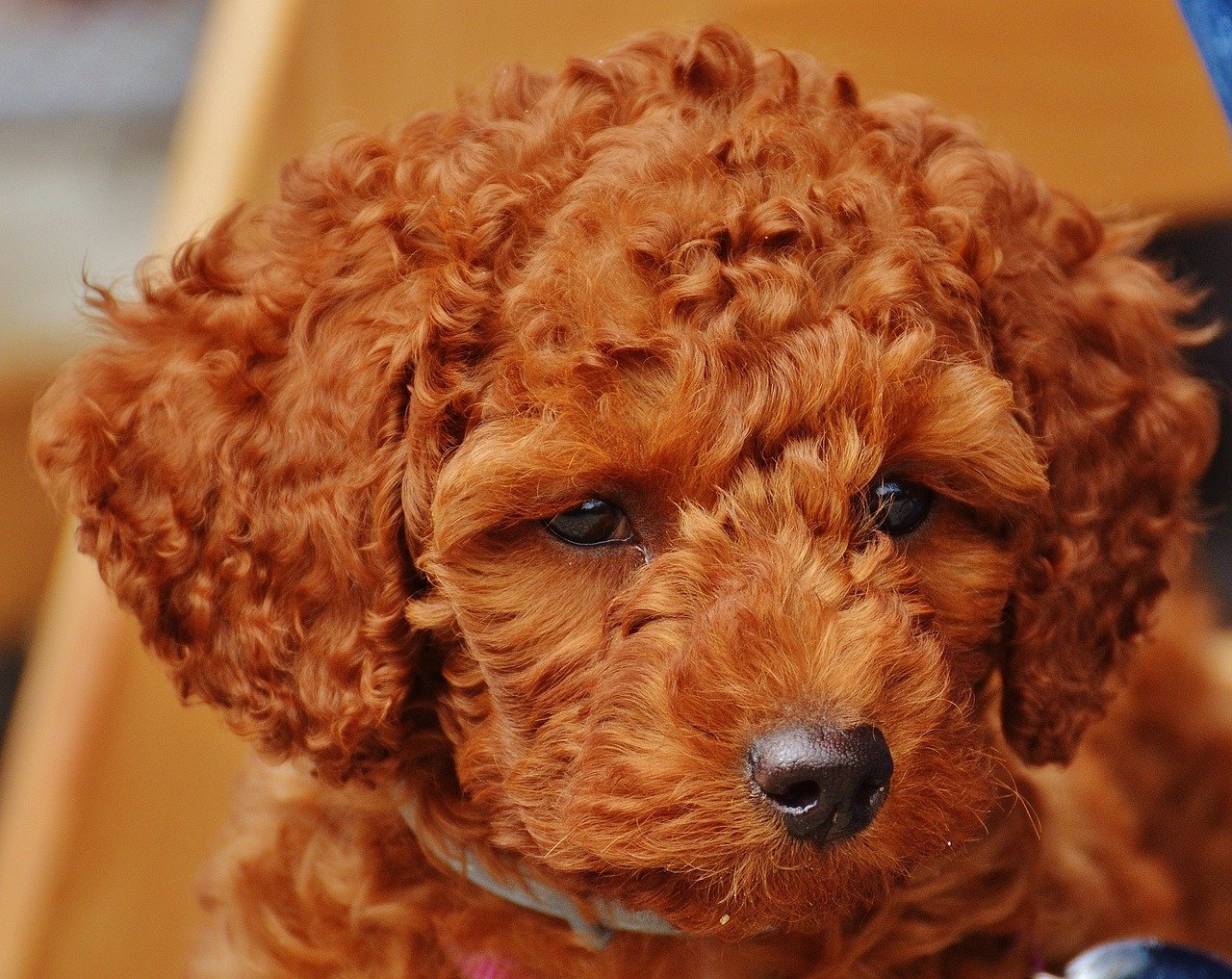 cane pelo rossiccio