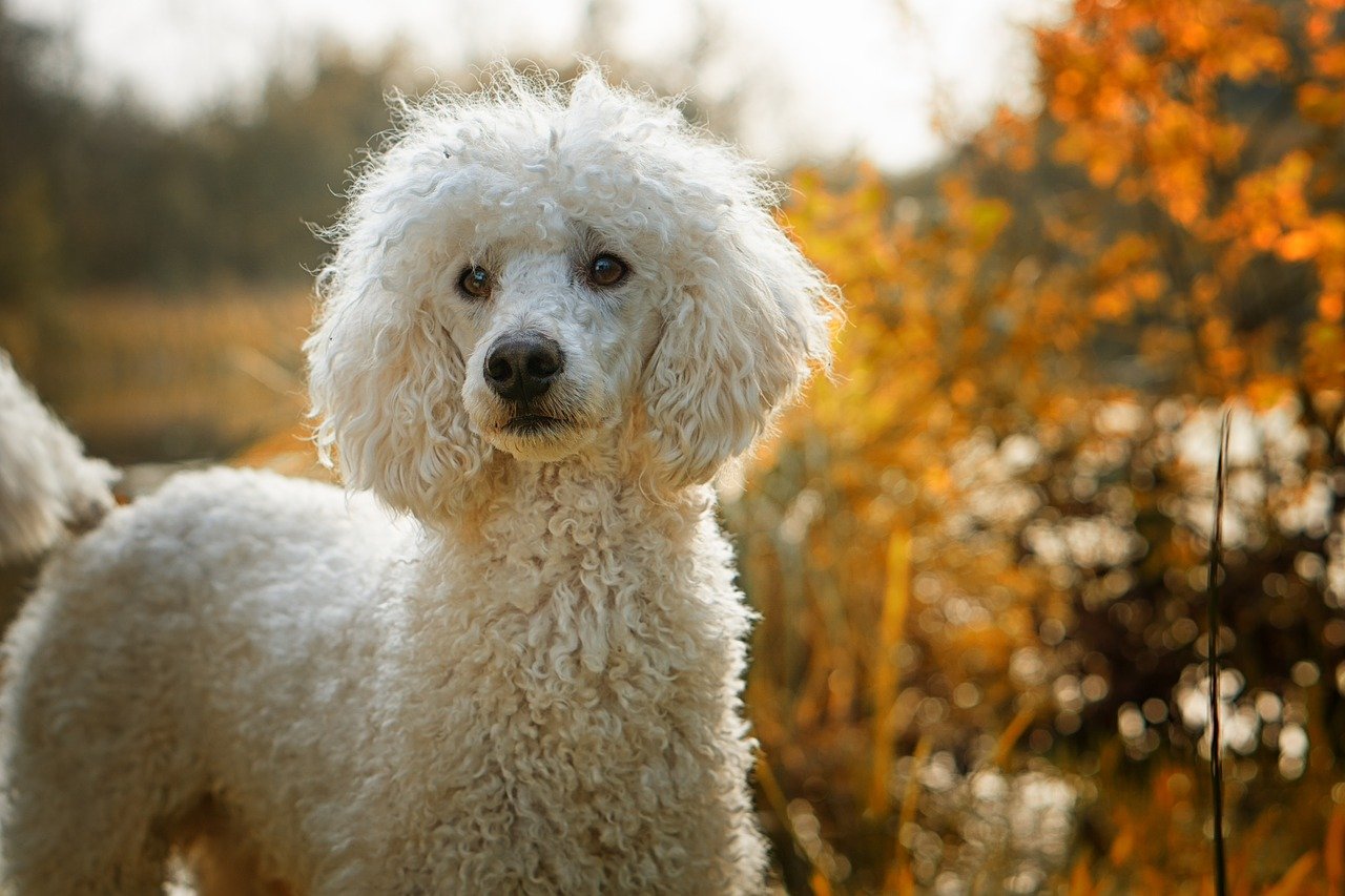 cane pelo bianco 