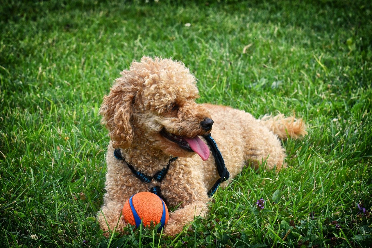 cane si diverte con palla