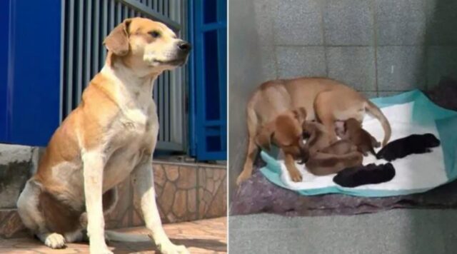 Cane aspetta davanti la clinica veterinaria: vediamo insieme perché