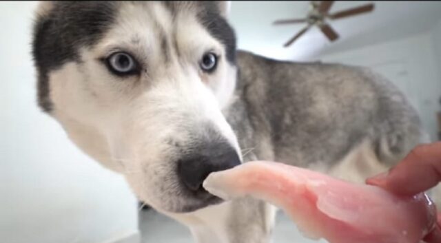 Cane Husky assaggia carne di alligatore per la prima volta (VIDEO)