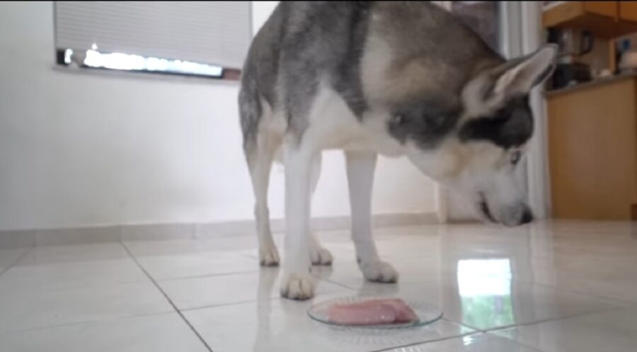 cane husky assaggia carne di alligatore per la prima volta