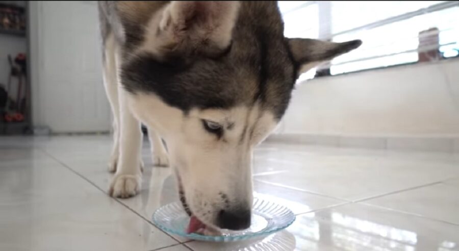 video del cane husky