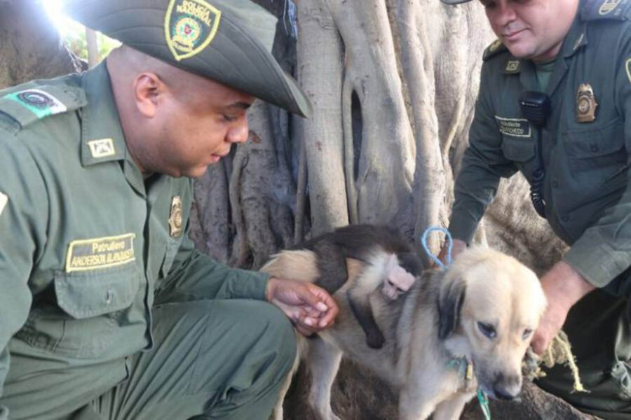 scimmietta sulla schiena di un cane