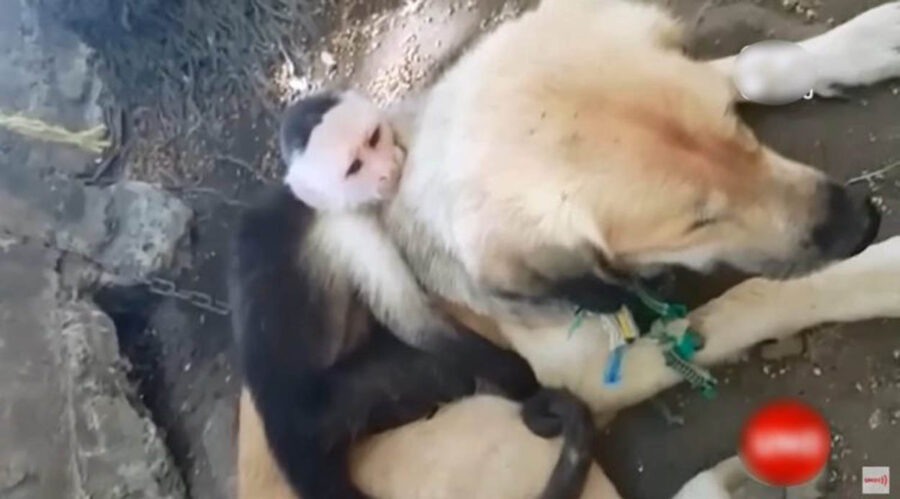 scimmietta sulla schiena di un cane