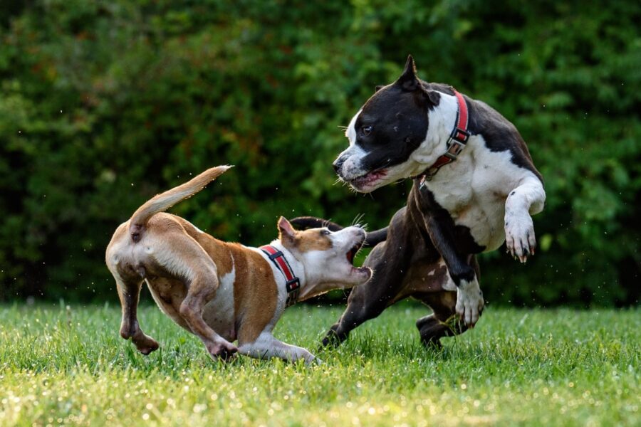 gioco tra cani