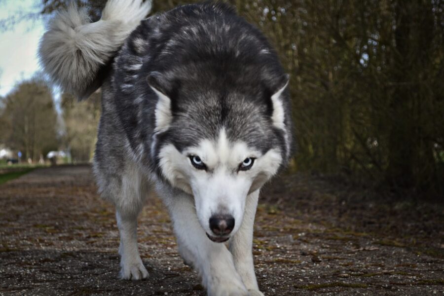 cane che guarda