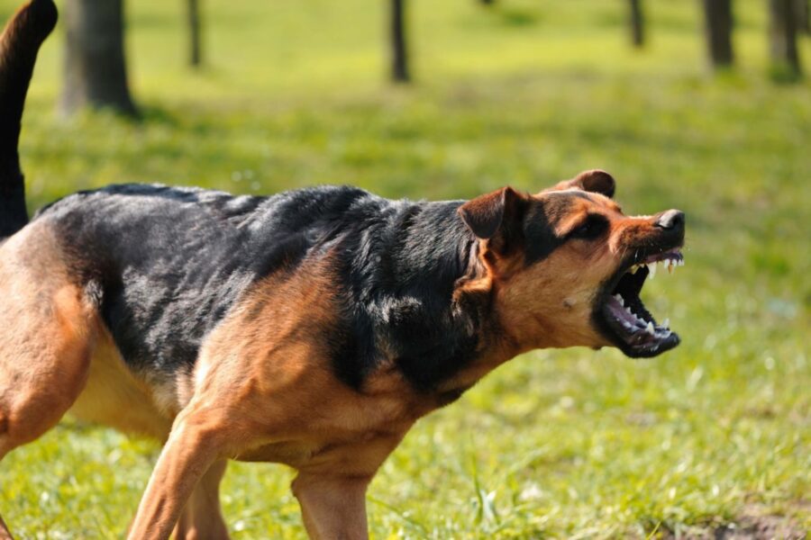 cane protettivo