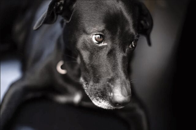 Cane aggressivo dopo la sterilizzazione: che cosa si può fare?