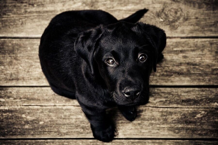 cucciolo di cane labrador