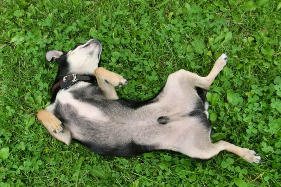 cane si rotola sul prato