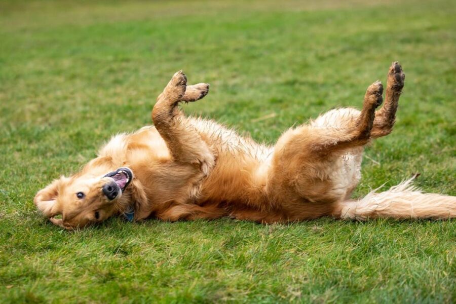 cane felice al parco