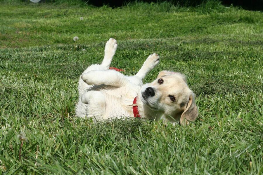 cucciolo sul prato