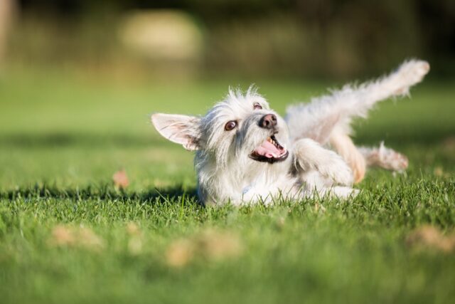 cane si rotola sull'erba