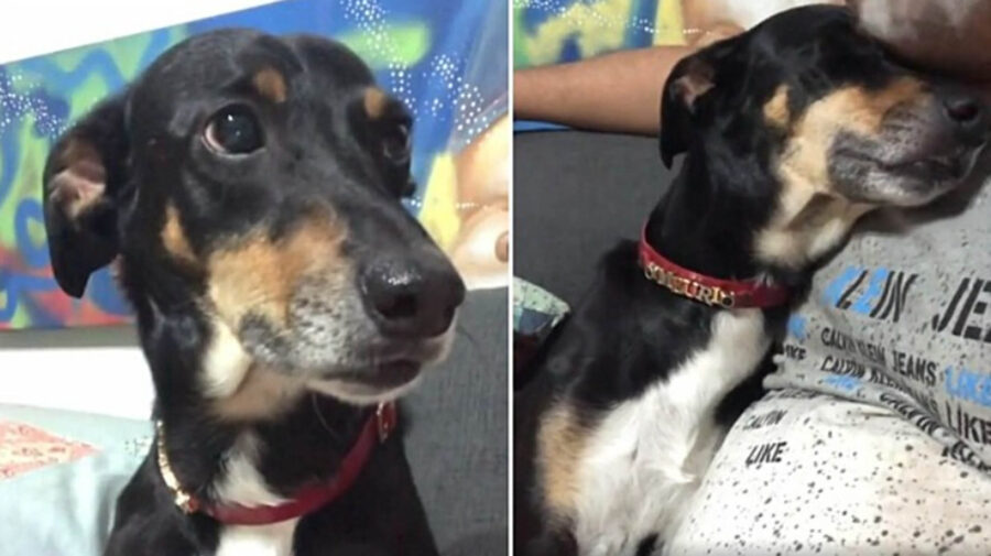 cane e padrone in un selfie