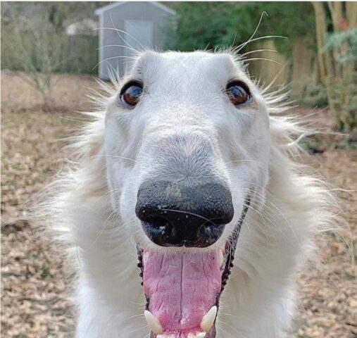 Cucciolo di cane con un musetto lunghissimo diventa una star