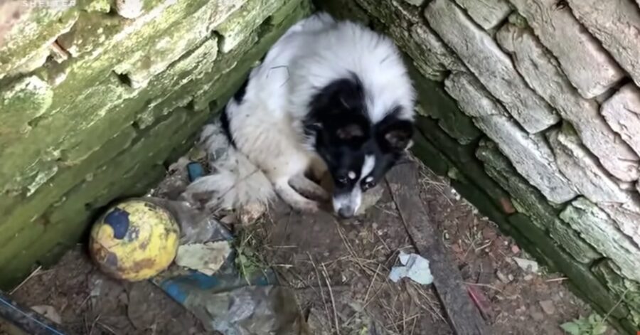 cane intrappolato in una buca