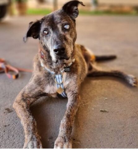 Cucciolo di cane viene adottato dopo 10 anni da solo