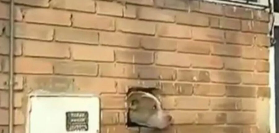 cane bloccato con la testa in un buco