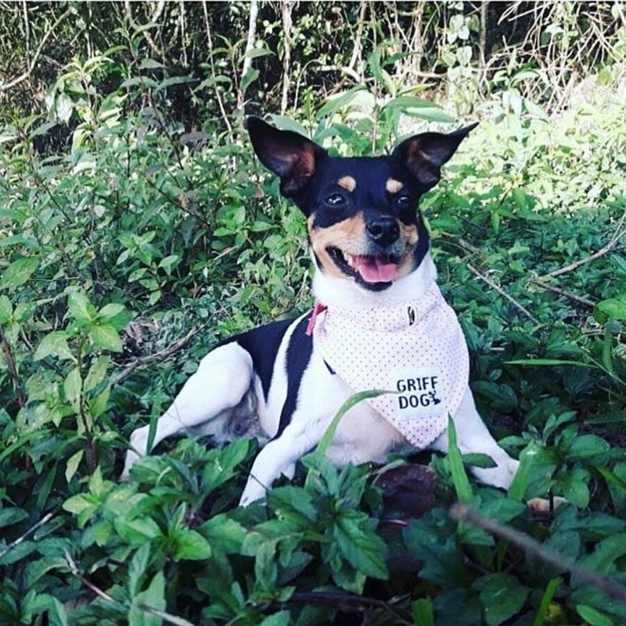 cagnolino con bandana