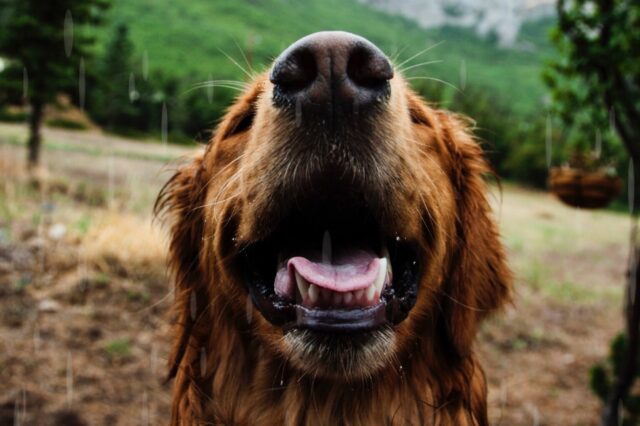 4 consigli per far avere al cane dei denti sempre sani