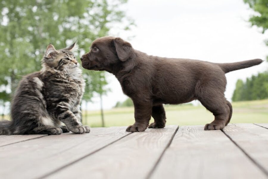 gatto intimorito da cane