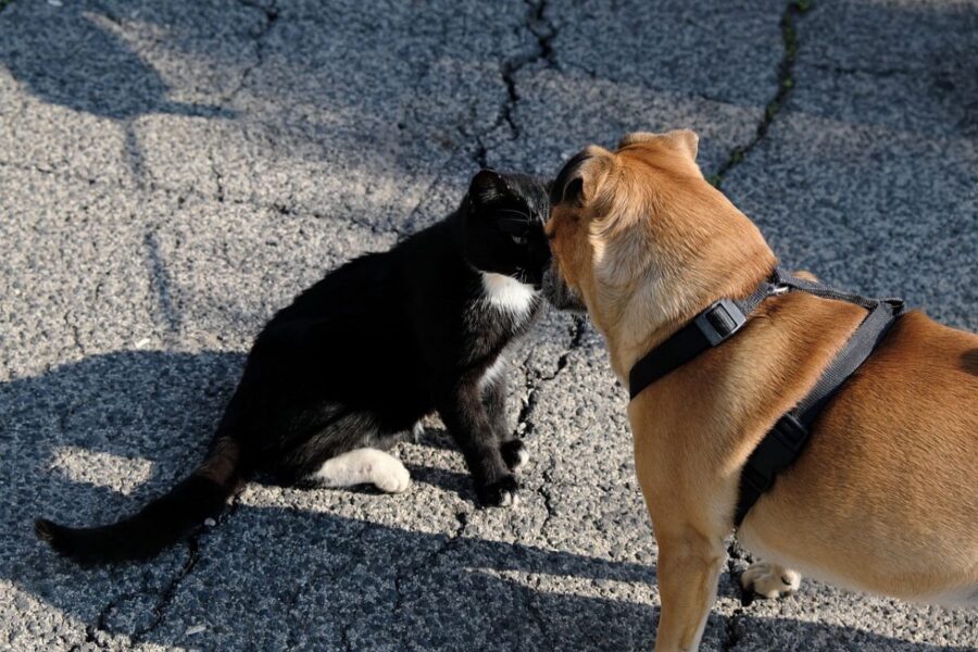 gatto e cane litigano