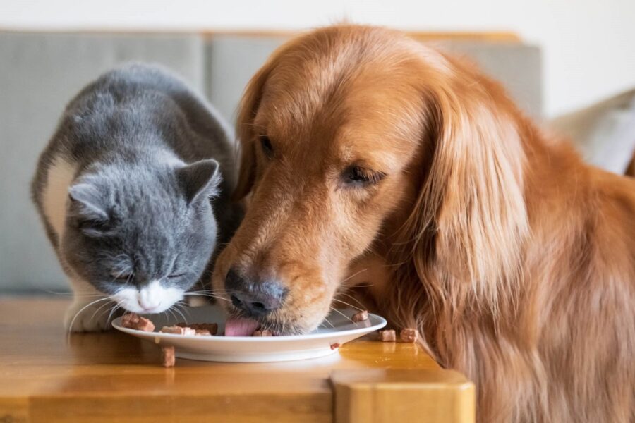 cane e gatto mangiano insieme