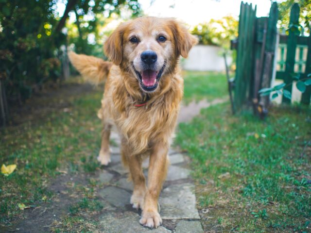 Perché il cane fa avanti e indietro ed è sempre irrequieto?