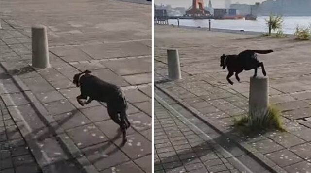 Nasce il parkour canino: incontra Sapho, il primo cane specializzato (VIDEO)