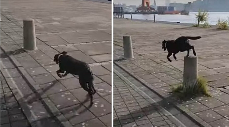 cane salta paletti in strada