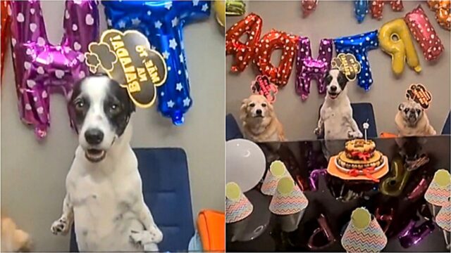 Il cane festeggia il compleanno con i suoi amici e la sua vicenda commuove gli utenti