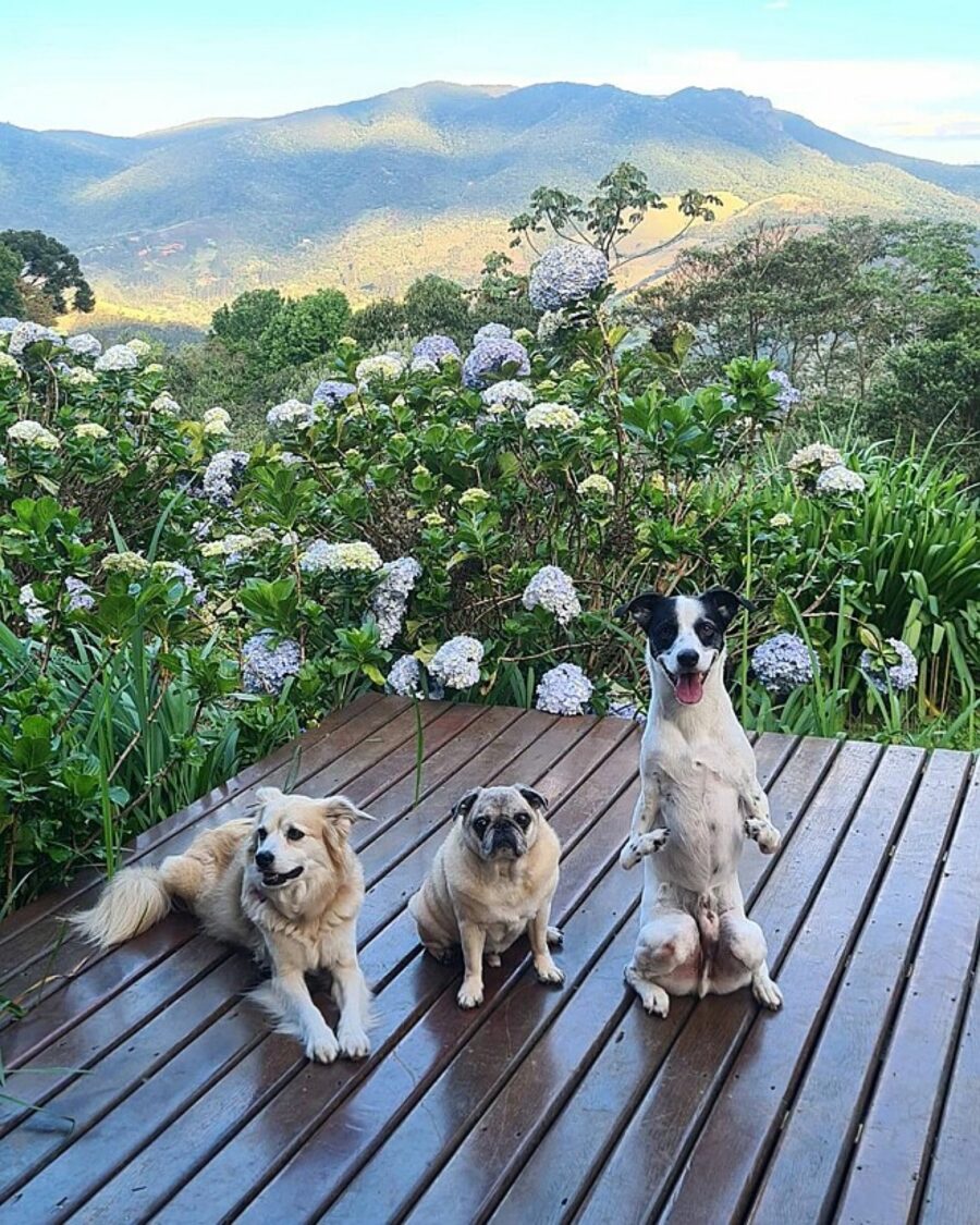 tre cagnolini in giardino