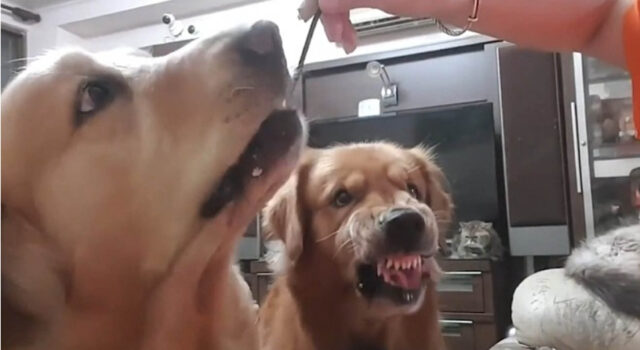 Il cane geloso diventa aggressivo quando la padrona dà da mangiare a suo fratello