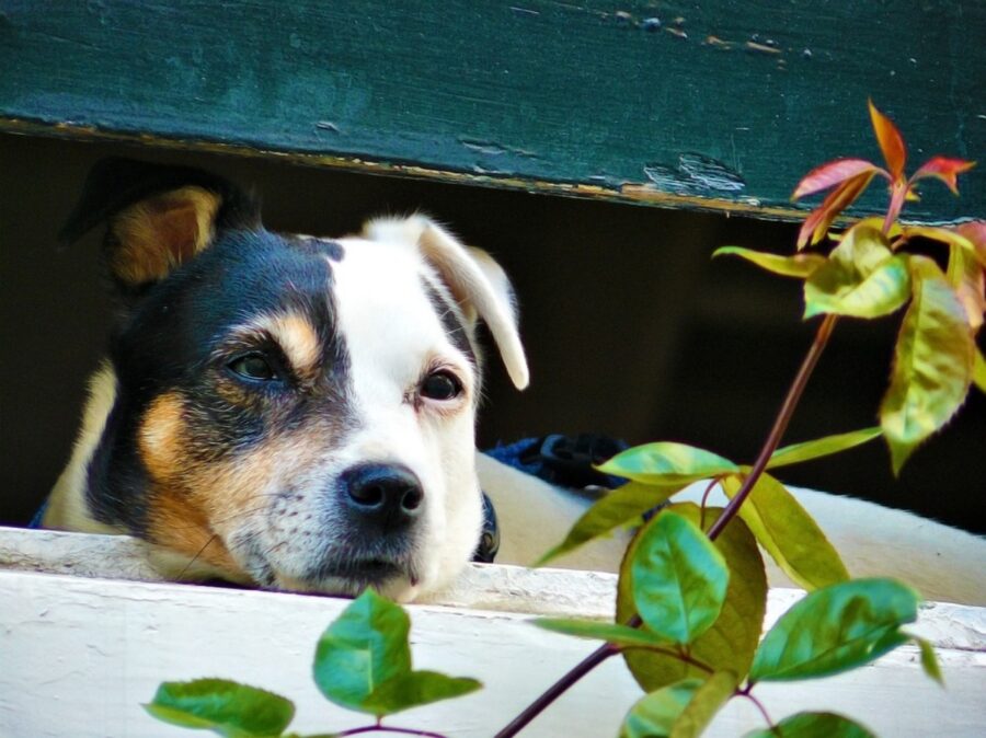 cane affacciato persiana