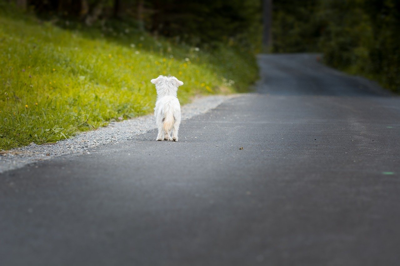 cagnolino aspetta qualcuno