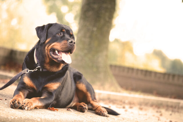 Perché il mio cane è diventato iperprotettivo?