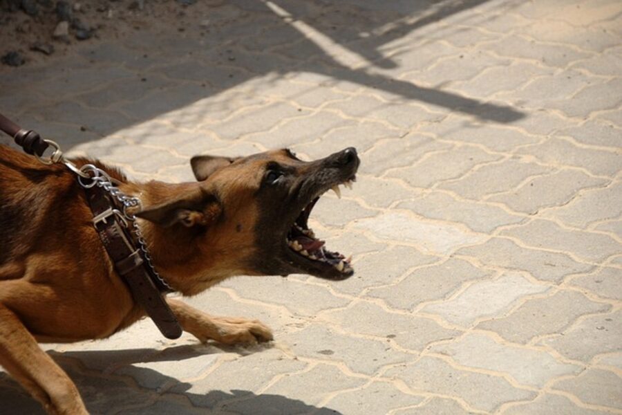 cane aggressivo al guinzaglio