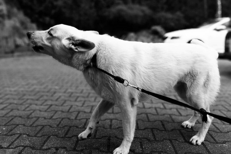 cane bianco tira il guinzaglio