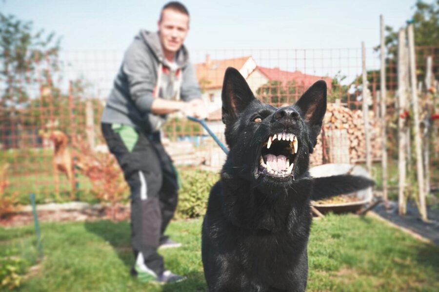 cane nero in atteggiamento aggressivo