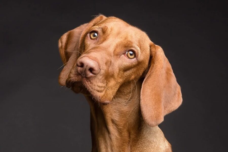 cane con le orecchie in ascolto