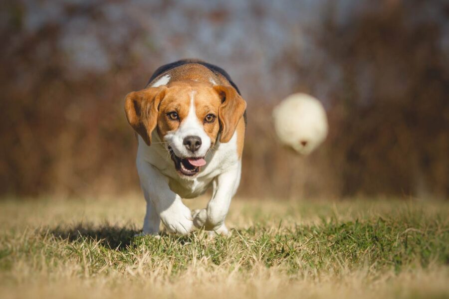 cane rincorre pallina