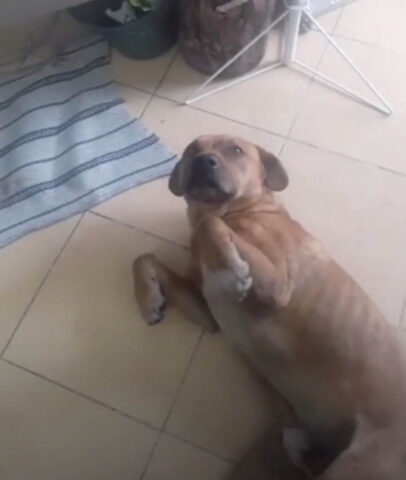 La cagnolina porta nel negozio del proprietario un cane randagio per ripararlo dalla pioggia