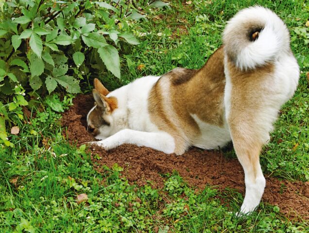 cane scava