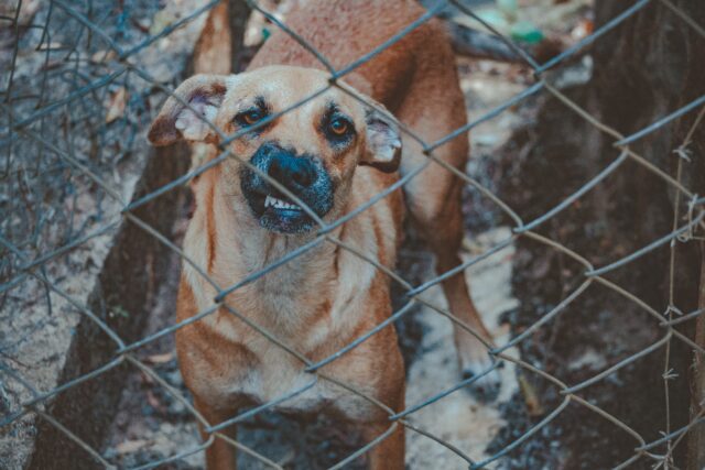 Perché il cane si è rivoltato contro di me all’improvviso?