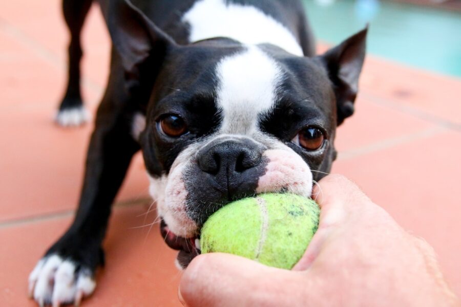 cane e pallina