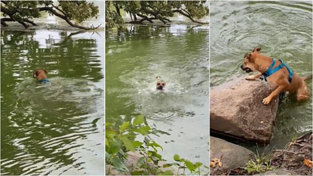 Cane fa il bagno in un lago e fugge quando vede quello che pensa essere un serpente (VIDEO)