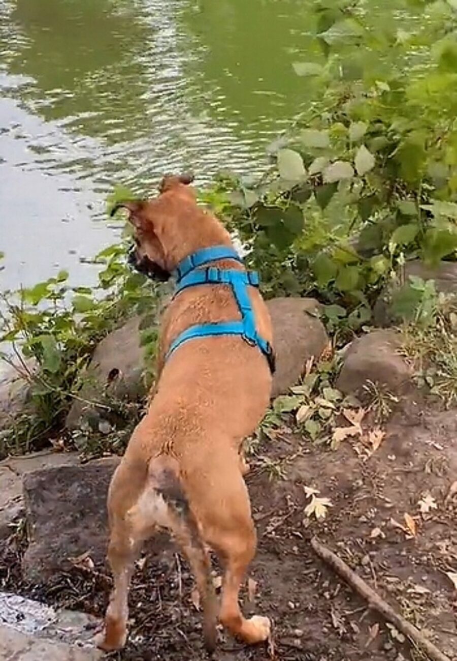 cane guarda lago